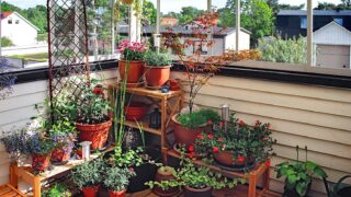 Saksı bitkileriyle dolu küçük bir balkon bahçesi
