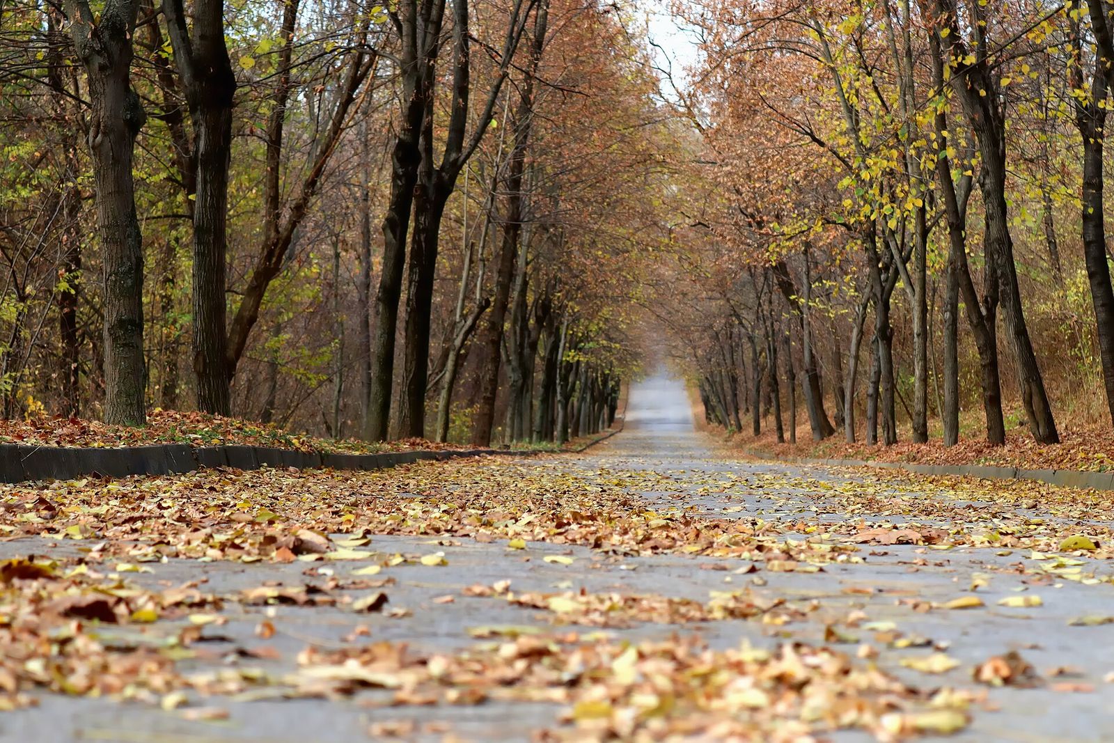 Sonbahar yapraklarıyla kaplı bir park yürüyüş yolu